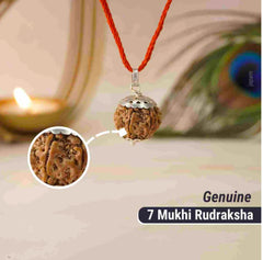 7 Mukhi Rudraksha / Seven Faced Rudraksha (Nepali)